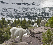 Mountain Goats Glacier N.P. 3954